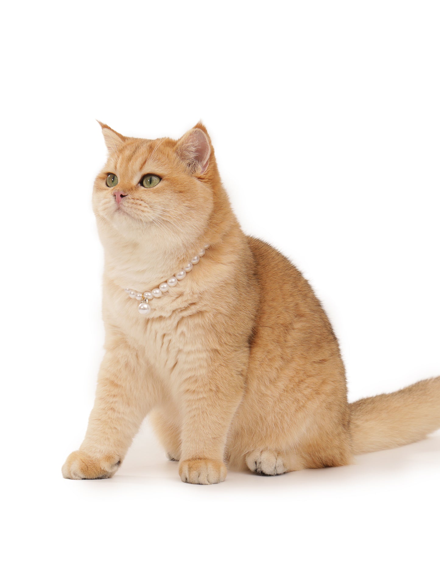 Pearl Necklace for Pet