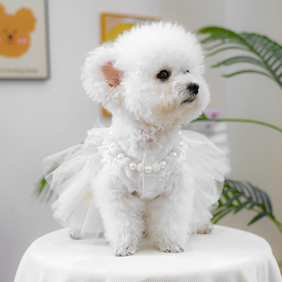 Pearl Necklace for Pet