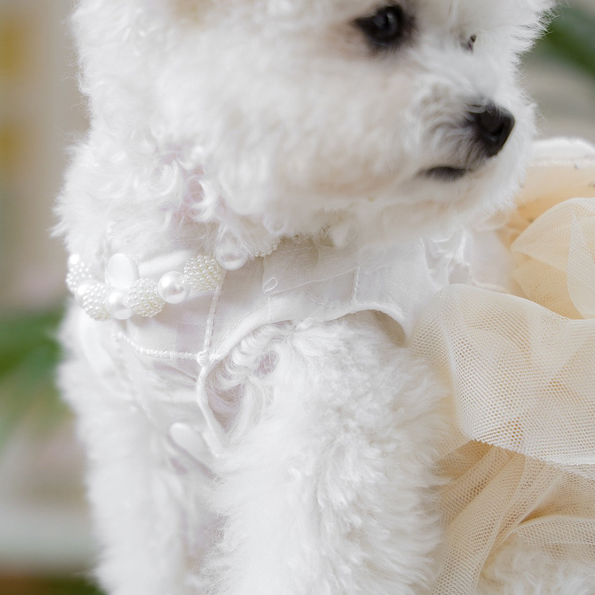 Pearl Necklace for Pet